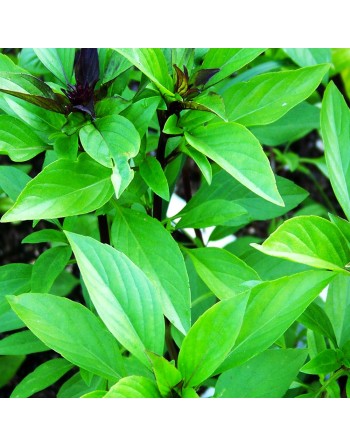 Sweet Thai Basil Seeds, Southeast Asia, Basil Seeds - [ Seed2Go.ca ] - [Seed Packets] - Herb Seeds - 