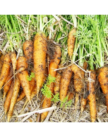 Scarlet Nantes Carrot, Long, Early Coreless Carrot Seeds - [ Shop Canadian Seeds Online ]  - Carrot - 