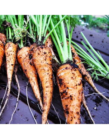 Scarlet Nantes Carrot, Long, Early Coreless Carrot Seeds - [ Shop Canadian Seeds Online ]  - Carrot - 