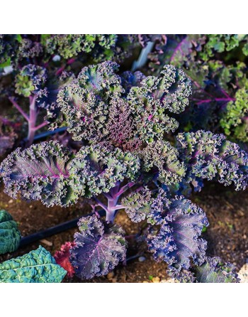 Red Volants Scarlet Purple Kale, Curly, Dutch Kale Seeds - [ Shop Canadian Seeds Online ]  - Kale - 