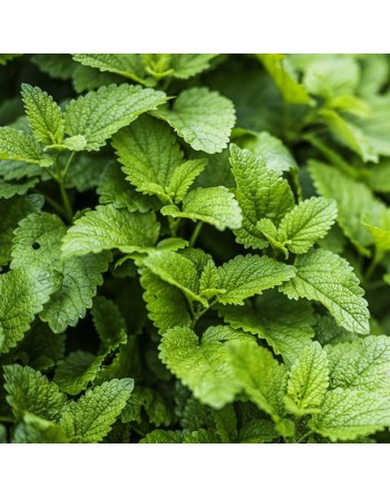 Lemon Balm Mint, Melissa, Lemon Aroma, Mint Herb Seeds - [ Seed2Go.ca ] - [Seed Packets] - Mint - 