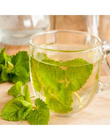 Lemon Balm Mint, Melissa, Lemon Aroma, Mint Herb Seeds - [ Seed2Go.ca ] - [Seed Packets] - Mint - 