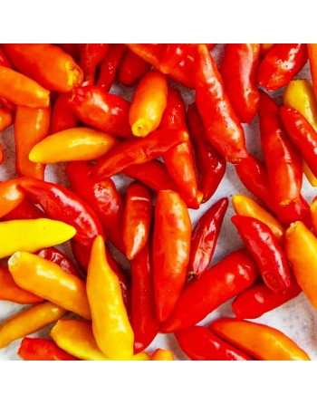 Tabasco Pepper, Original, Tabasco Mexico, Create Tabasco Sauce, Very Hot Pepper Seeds - [ Shop Canadian Seeds Online ]  - Pepper