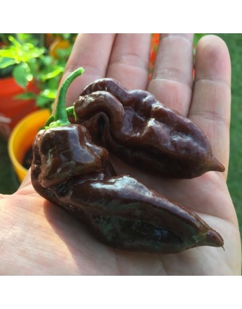 Black/Chocolate Naga Jolokia Chocolate Black Ghost Pepper, Bhut Jolokia Ghost Pepper,  Pepper Seeds - [ Shop Canadian Seeds Onli