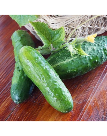 Marketmore 76 Pickling Cucumber, Cucumber Seeds - [ Shop Canadian Seeds Online ]  - Cucumber - 