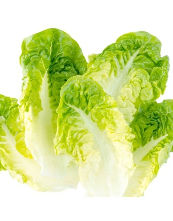 Little Gem Lettuce Seeds, Heat Lettuce, Butterhead/Romaine Cross - [ Shop Canadian Seeds Online ]  - Lettuce - 
