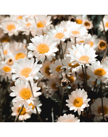 German Chamomile, Matricaria Chamomilla, Annual, Chamomile Herb Seeds - [ Seed2Go.ca ] - [Seed Packets] - Herb Seeds - 