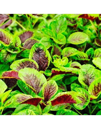 Red & Green Callaloo, Hu Sien Amaranth, Caribbean Callaloo Seeds, Tricolour - [ Shop Canadian Seeds Online ]  - Amaranth - 