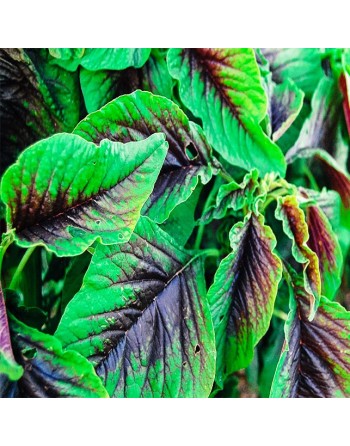 Red & Green Callaloo, Hu Sien Amaranth, Caribbean Callaloo Seeds, Tricolour - [ Shop Canadian Seeds Online ]  - Amaranth - 