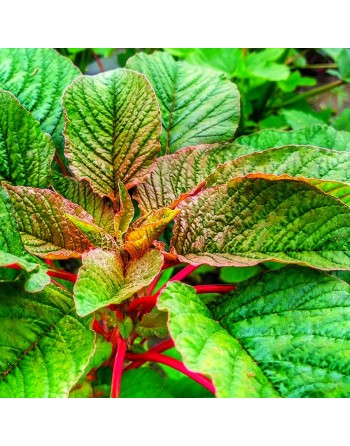 Red & Green Callaloo, Hu Sien Amaranth, Caribbean Callaloo Seeds, Tricolour - [ Shop Canadian Seeds Online ]  - Amaranth - 