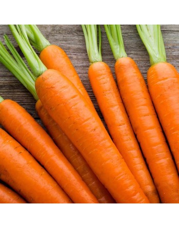 Amsterdam 3, Sprint Carrot, Baby Carrot, Forging Carrot Seeds - [ Shop Canadian Seeds Online ]  - Carrot - 