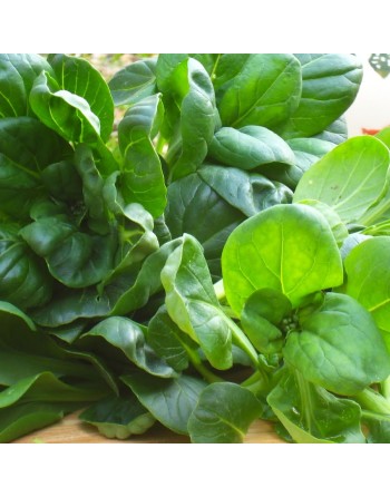 Tat Soi Mustard Baby Green Seeds, Asian Salad Green, Tat Choy, Brassica Rapa, Spinach, Cabbage Drooping Vegetable - [ Shop Canad