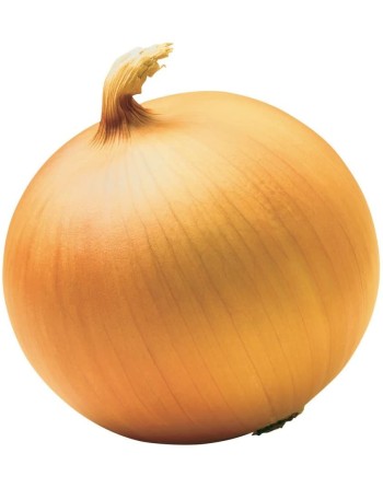 Sweet Spanish Golden Yellow Onion Seeds - [ Shop Canadian Seeds Online ]  - Onion - 