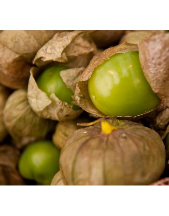 Toma Verde Tomatillo, Little Tomato Seeds, Mexican, Green Salsa - [ Shop Canadian Seeds Online ]  - Tomatillo - 