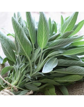 Sage Herb Seeds, Ornamental Leaves & Flowers - [ Seed2Go.ca ] - [Seed Packets] - Herb Seeds - 