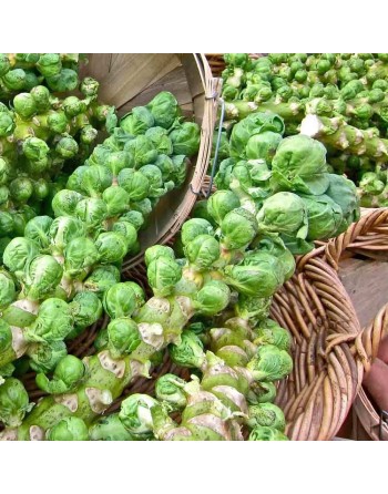 Catskill Brussel Sprouts, Choux De Bruxelles, Seeds - [ Shop Canadian Seeds Online ]  - Brussel Sprouts - 