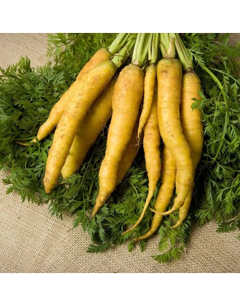 Lemon Yellowstone Carrot, Organic, Middle East Origin Carrot Seeds - [ Shop Canadian Seeds Online ]  - Carrot - 