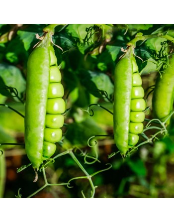 Super Sugar Snap Pea, Edible Pod, Pole, Climbing, Pea Seeds - [ Shop Canadian Seeds Online ]  - Bean/Pea - 