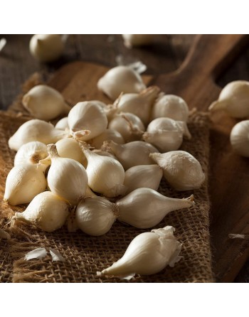 Barletta Pearl Onion, Cocktail Onions, Tonda Musona Salad Onion Seeds - [ Shop Canadian Seeds Online ]  - Onion - 