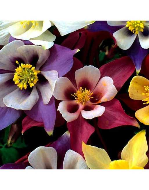 Aquilegia Columbine McKana Giants Mix, ALS Winner - [ Garden Seeds, Seed2Go.ca] - VF-ACGM - Flower Seed