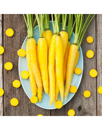 Lemon Yellowstone Carrot, Organic, Middle East Origin Carrot Seeds - [ Shop Canadian Seeds Online ]  - Carrot - 