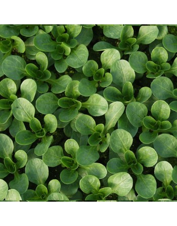 Lamb's Lettuce Vit Corn Salad, Organic, French Variety Corn Salad Seeds - [ Shop Canadian Seeds Online ]  - Corn Salad - 