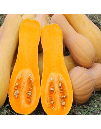 Winter Squash, Waltham Butternut Squash Seeds - [ Seed2Go.ca ] - [Seed Packets] - Squash - 