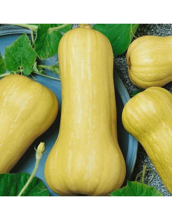 Winter Squash, Waltham Butternut Squash Seeds - [ Seed2Go.ca ] - [Seed Packets] - Squash - 