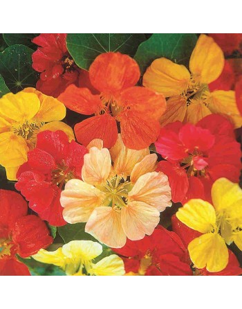 Nasturtium Dwarf Jewel Double Mixture Flower - [ Shop Canadian Seeds Online ]  - Flower Seed - 