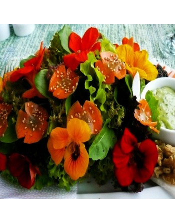 Nasturtium Dwarf Jewel Double Mixture Flower - [ Shop Canadian Seeds Online ]  - Flower Seed - 