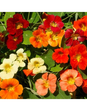 Nasturtium Dwarf Jewel Double Mixture Flower - [ Shop Canadian Seeds Online ]  - Flower Seed - 