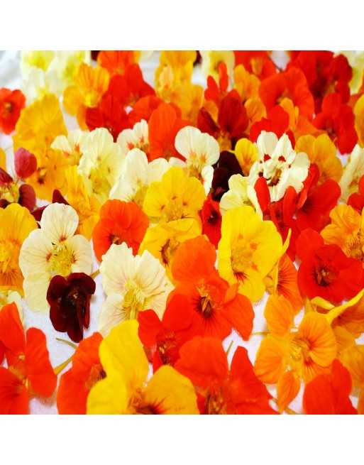 Nasturtium Dwarf Jewel Double Mixture Flower - [ Shop Canadian Seeds Online ]  - Flower Seed - 