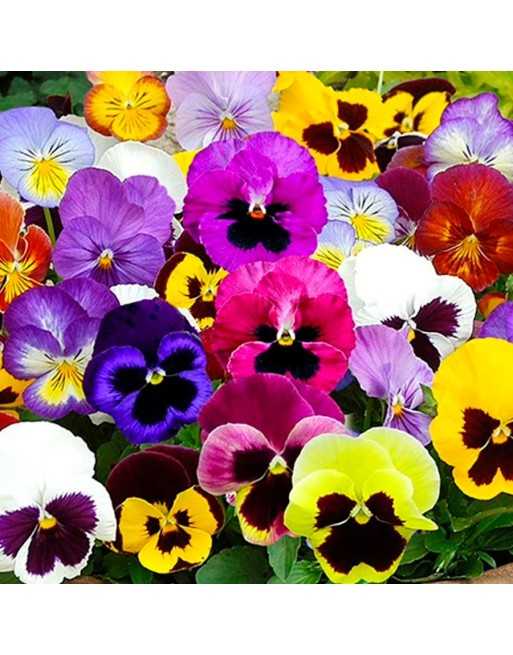 Pansy Flowers, Swiss Giant Mixture - [ Garden Seeds, Seed2Go.ca] - VF-PSWM - Flower Seed