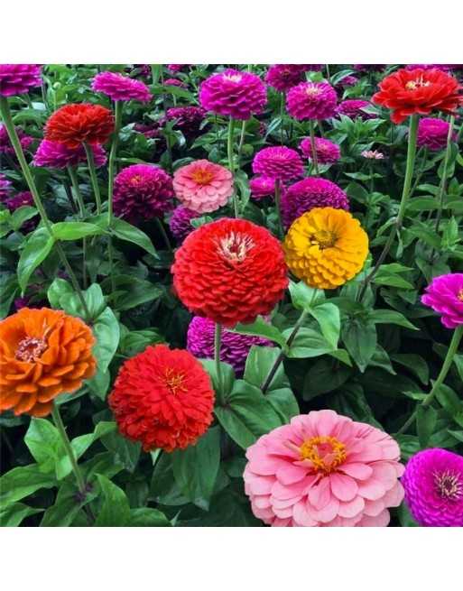 Zinnia, Giant Flower Mix, Cactus and Dahlia - [ Garden Seeds, Seed2Go.ca] - VF-ZGFM - Flower Seed