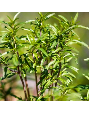 Summer Savory Herb Seeds, Satureja Hortensis - [ Seed2Go.ca ] - [Seed Packets] - Summer Savory - 