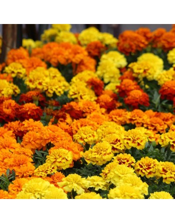 Marigold Mix, Superhero Spry, Premium, French Variety - [ Garden Seeds, Seed2Go.ca] - VF-MGP - Marigold