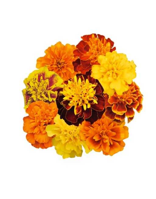 Marigold Mix, Superhero Spry, Premium, French Variety - [ Garden Seeds, Seed2Go.ca] - VF-MGP - Marigold