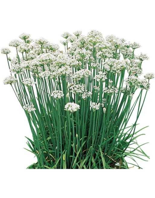 Garlic Chives, Perennial Herb - [ Seed2Go - Canada ] - VH-GCHIVES - Herb Seeds