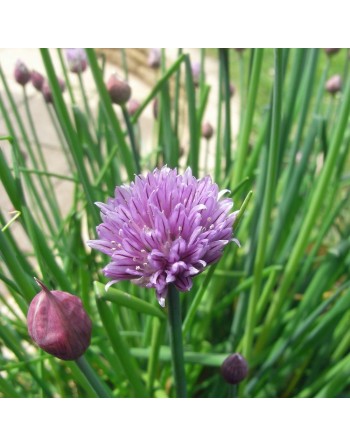 Traditional Onion Chives, Hardy Perennial Herb, Onion Chive Seeds - [ Seed2Go.ca ] - [Seed Packets] - Herb Seeds - 
