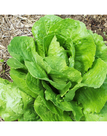 Parris Island Romaine Seeds, Cos Lettuce, Romaine Lettuce Seeds - [ Shop Canadian Seeds Online ]  - Lettuce - 