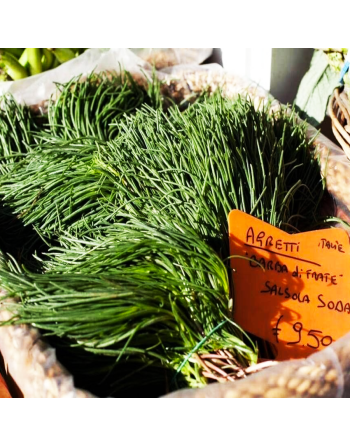 Land Seaweed Seeds, Japanese, Salsola Okahijiki Komarovii - [ Shop Canadian Seeds Online ]  - Seaweed - 