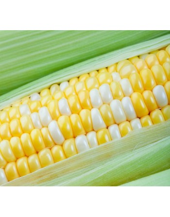 Sweet Corn Seeds, Peaches and Cream, SU Bicolour, Honey & Cream - [ Shop Canadian Seeds Online ]  - Corn - 