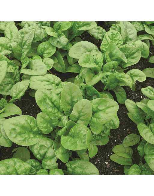 Bloomsdale Spinach, Long Standing Spinach Seeds - [ Shop Canadian Seeds Online ]  - Spinach - 