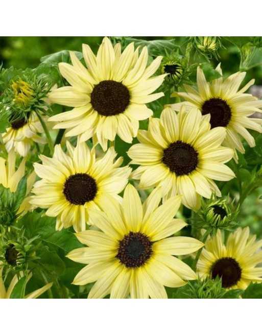 Italian White Sunflower - [ Garden Seeds, Seed2Go.ca] - VF-ITWSN - Sunflower