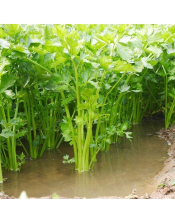 Chinese Celery, Kintsai Chinese Yellow Stem Celery, Boly, Cutting Celery, Nan Ling, Gin Cai, Kun Choy, Kan Tsoi - [ Seed2Go.ca ]