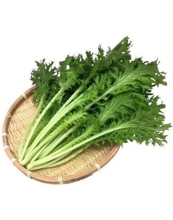 Green Wave Mustard Green, Japanese Mustard Seeds - [ Seed2Go.ca ] - [Seed Packets] - Mustard & Greens - 