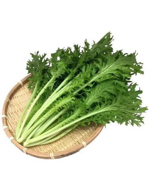 Green Wave Mustard Green, Japanese Mustard Seeds - [ Seed2Go.ca ] - [Seed Packets] - Mustard & Greens - 