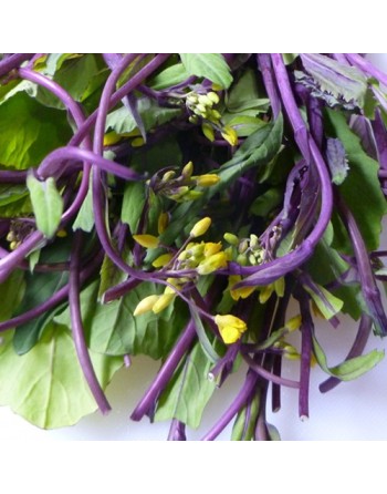 Hon Tsai Tai Mustard, Asian, Broccoli, Leafy Green - [ Seed2Go.ca ] - [Seed Packets] - Mustard & Greens - 