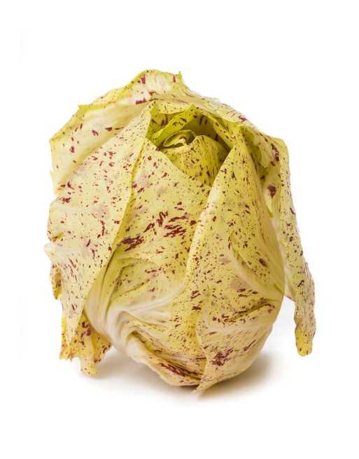 Castelfranco Chicory, Radicchio, Variegata di Castelfranco - [ Garden Seeds, Seed2Go.ca] - V-CC - Chicory Endive & Escarole