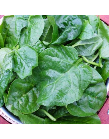 Malabar Poi Indian Dark Green Spinach, Green Round Leaf, Madhuri, भारतीय गहरा हरा पालक - [ Shop Canadian Seeds Online ]  - Spina